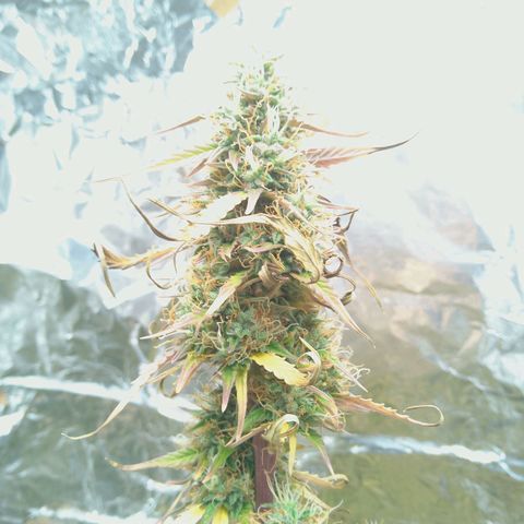 Verbotene Kirsche  growlog timeline photo