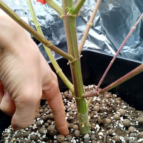Verbotene Kirsche  growlog timeline photo