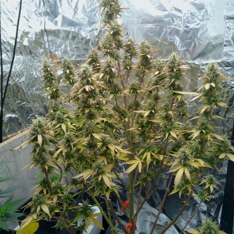 Verbotene Kirsche  growlog timeline photo