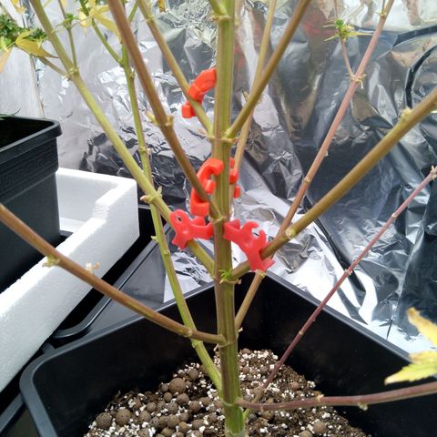 Verbotene Kirsche  growlog timeline photo