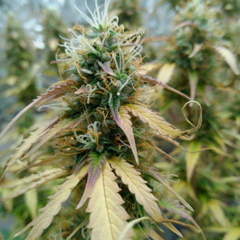 Verbotene Kirsche  growlog timeline photo