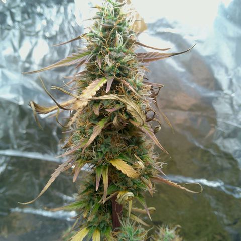 Verbotene Kirsche  growlog timeline photo