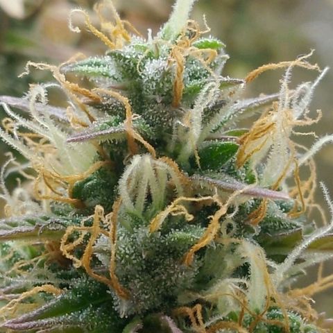 Verbotene Kirsche  growlog timeline photo