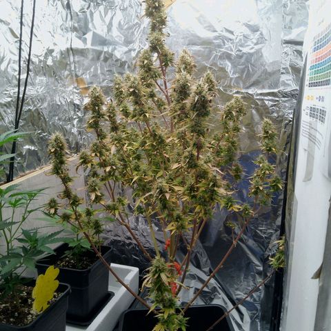 Verbotene Kirsche  growlog timeline photo
