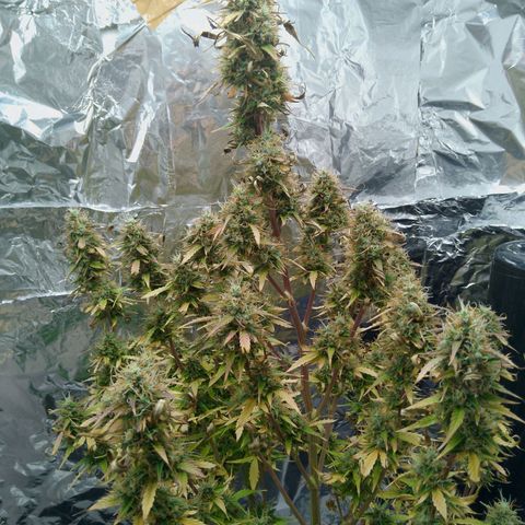 Verbotene Kirsche  growlog timeline photo