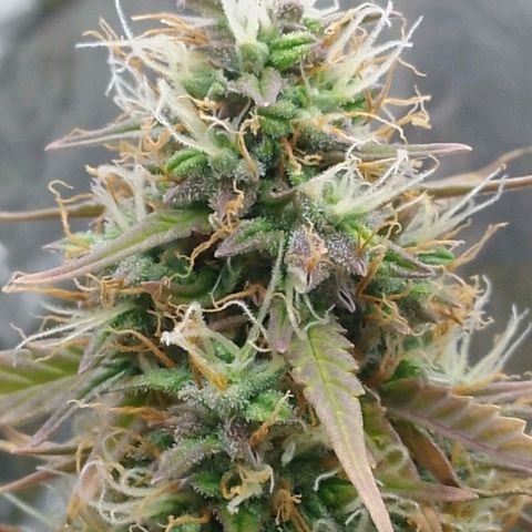 Verbotene Kirsche  growlog timeline photo