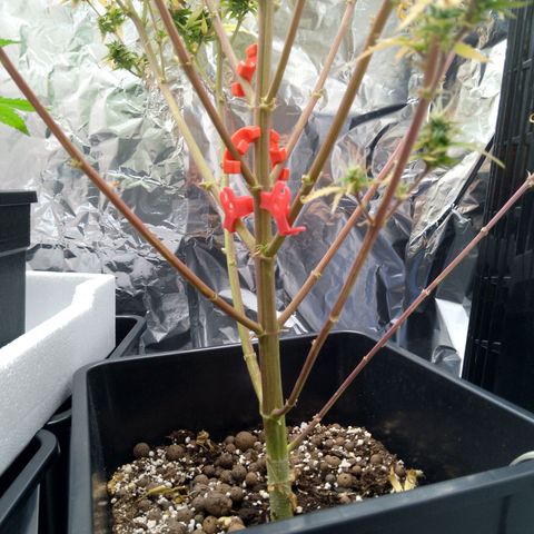 Verbotene Kirsche  growlog timeline photo