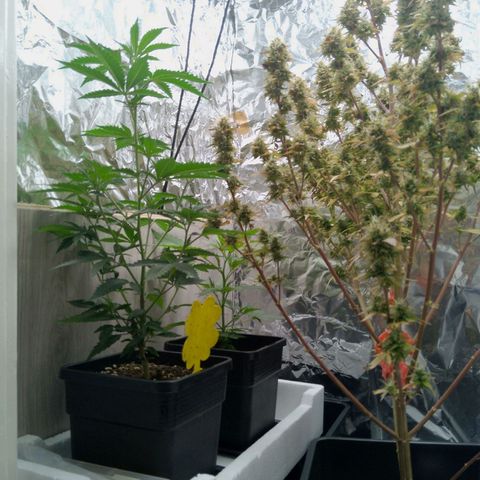 Verbotene Kirsche  growlog timeline photo