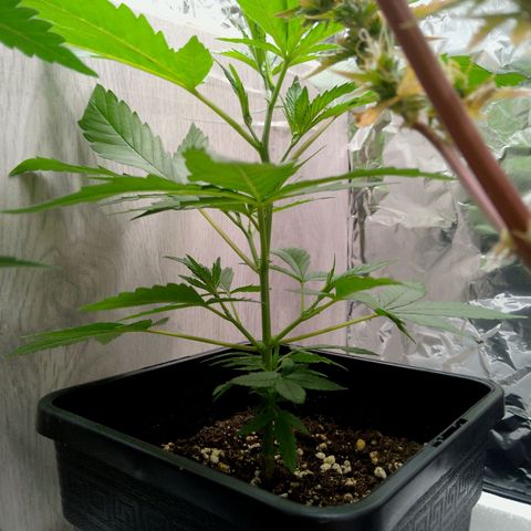 Verbotene Kirsche  growlog timeline photo
