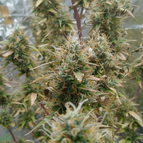 Verbotene Kirsche  growlog timeline photo