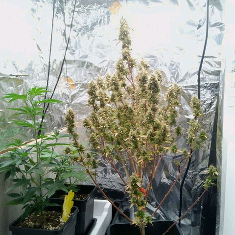 Verbotene Kirsche  growlog timeline photo