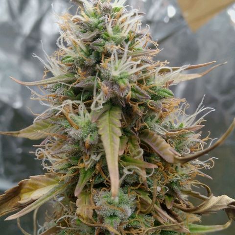Verbotene Kirsche  growlog timeline photo