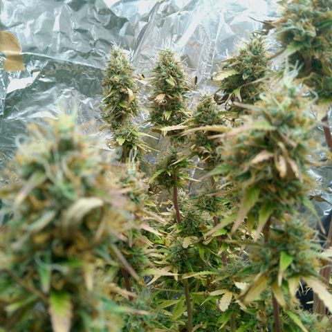 Verbotene Kirsche  growlog timeline photo