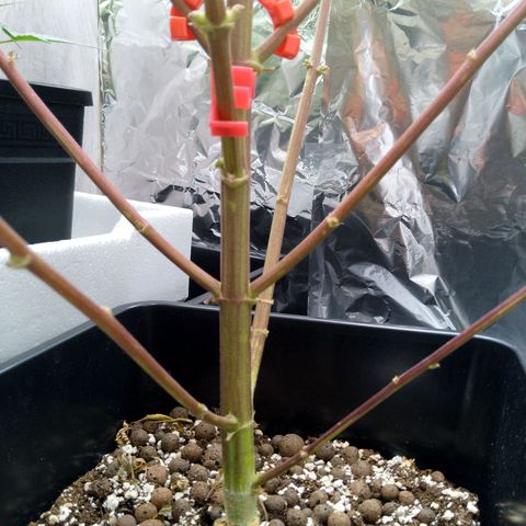Verbotene Kirsche  growlog timeline photo