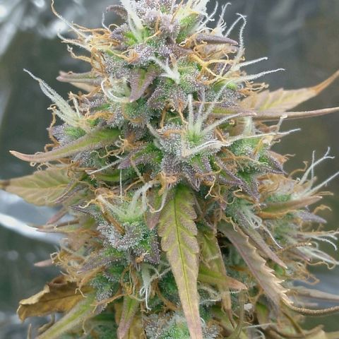 Verbotene Kirsche  growlog timeline photo