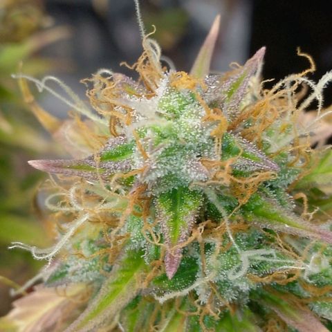 Verbotene Kirsche  growlog timeline photo