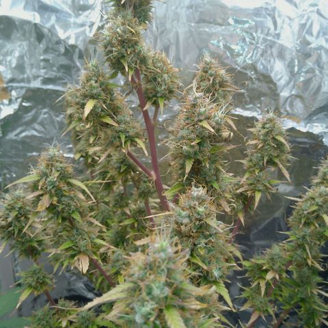 Verbotene Kirsche  growlog timeline photo