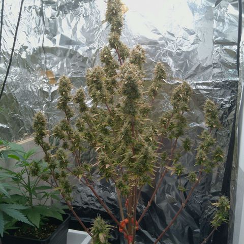 Verbotene Kirsche  growlog timeline photo