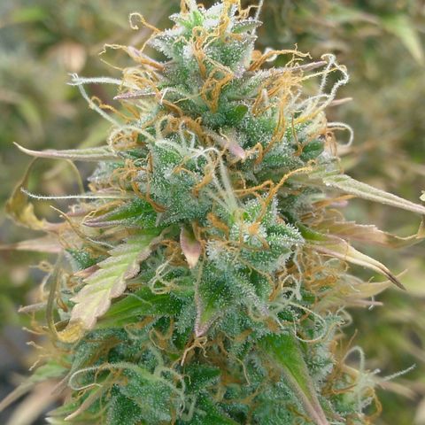 Verbotene Kirsche  growlog timeline photo