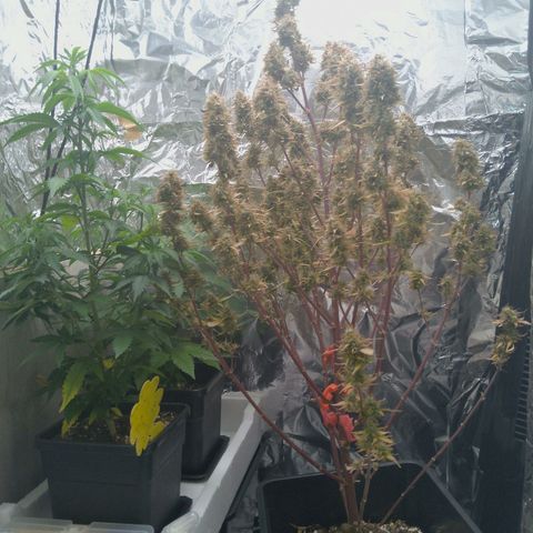 Verbotene Kirsche  growlog timeline photo