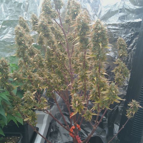 Verbotene Kirsche  growlog timeline photo