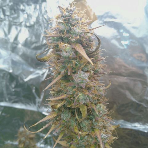 Verbotene Kirsche  growlog timeline photo