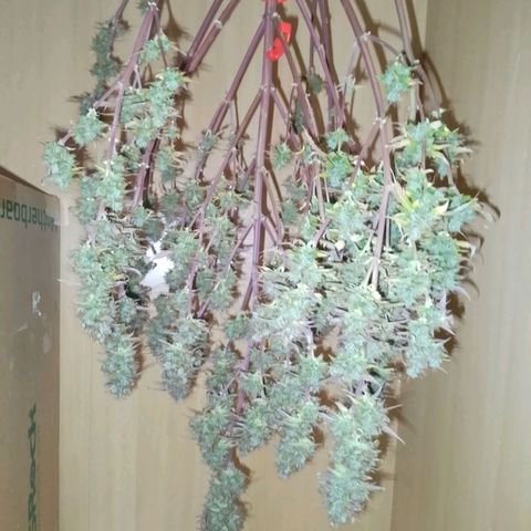 Verbotene Kirsche  growlog timeline photo