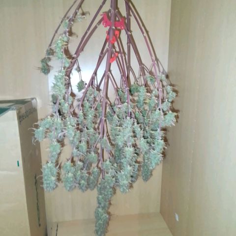Verbotene Kirsche  growlog timeline photo