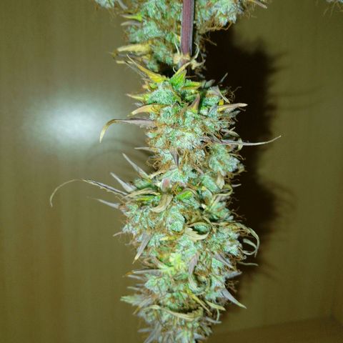 Verbotene Kirsche  growlog timeline photo