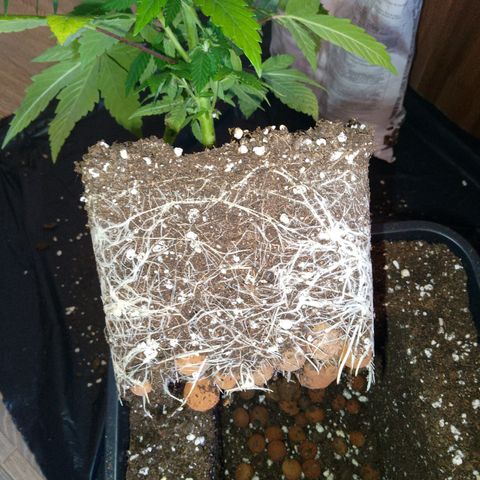 Steve's Stecklinge  growlog timeline photo
