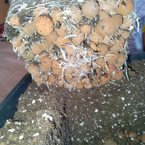 Steve's Stecklinge  growlog timeline photo