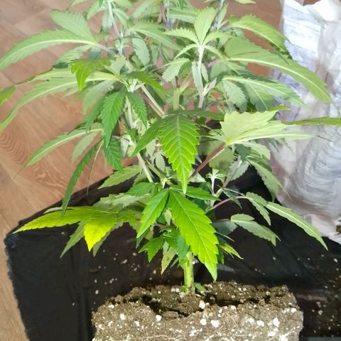 Steve's Stecklinge  growlog timeline photo