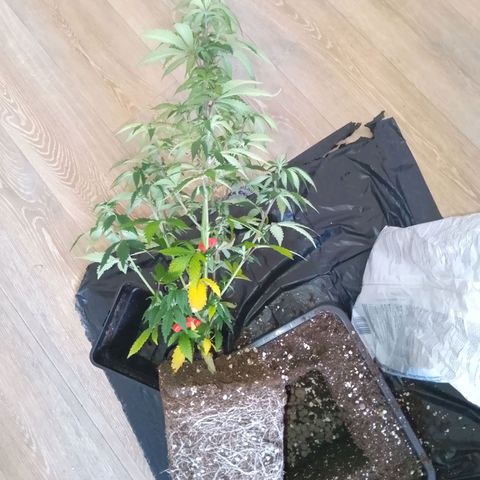 Steve's Stecklinge  growlog timeline photo