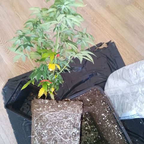 Steve's Stecklinge  growlog timeline photo