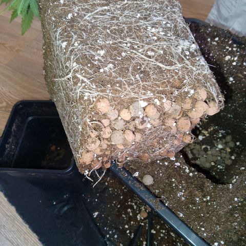 Steve's Stecklinge  growlog timeline photo