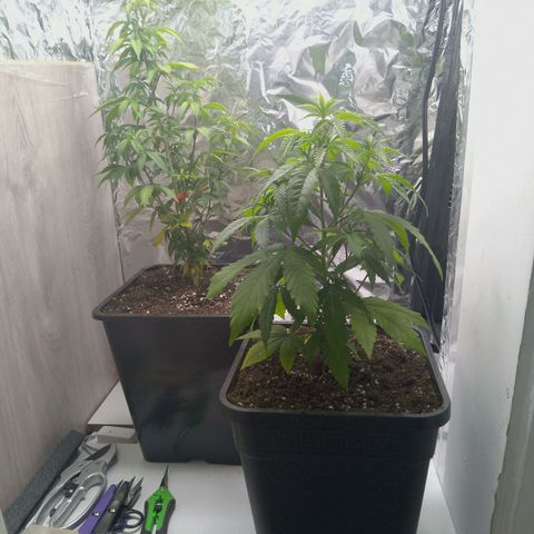 Steve's Stecklinge  growlog timeline photo