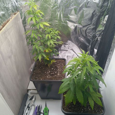 Steve's Stecklinge  growlog timeline photo