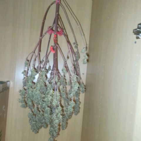 Verbotene Kirsche  growlog timeline photo