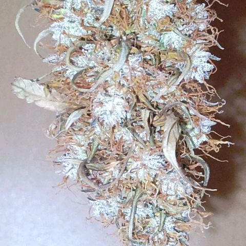 Verbotene Kirsche  growlog timeline photo