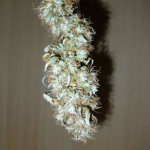 Verbotene Kirsche  growlog timeline photo