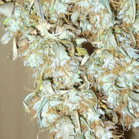Verbotene Kirsche  growlog timeline photo