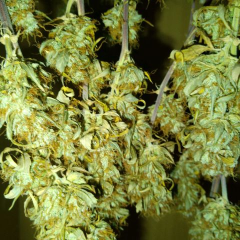 Verbotene Kirsche  growlog timeline photo