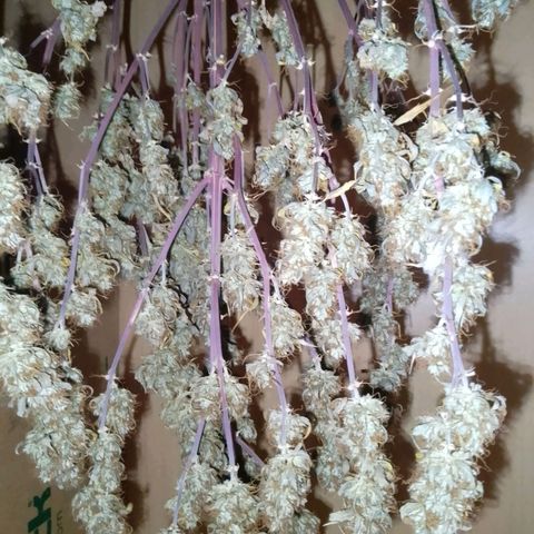 Verbotene Kirsche  growlog timeline photo