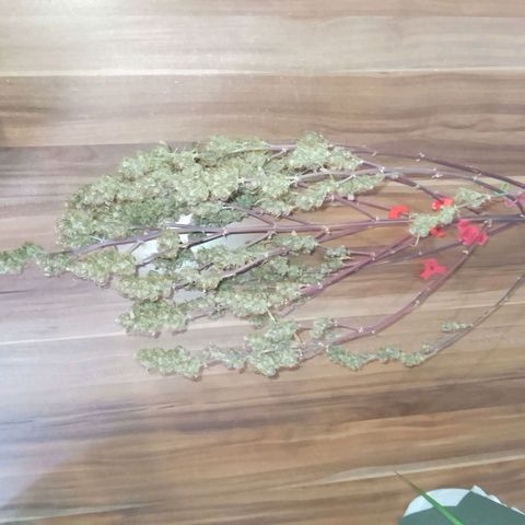 Verbotene Kirsche  growlog timeline photo