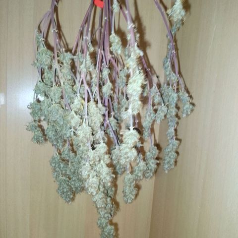 Verbotene Kirsche  growlog timeline photo