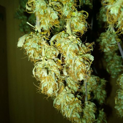 Verbotene Kirsche  growlog timeline photo