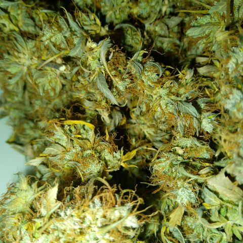 Verbotene Kirsche  growlog timeline photo