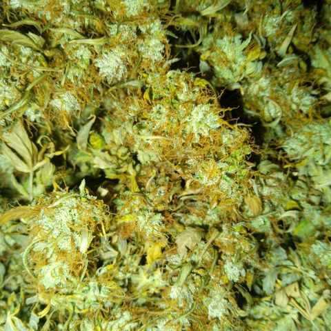 Verbotene Kirsche  growlog timeline photo