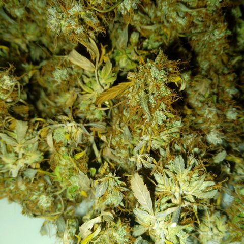 Verbotene Kirsche  growlog timeline photo