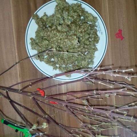 Verbotene Kirsche  growlog timeline photo